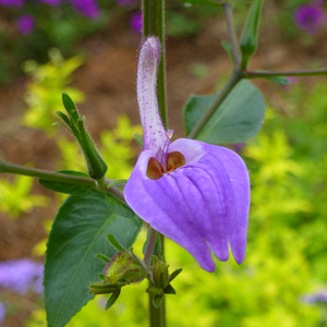 Giant Blue African Salvia, Giant Salvia, Brillantaisia nitens, B. cicatricosa, B. subulugarica, B. grandidentata